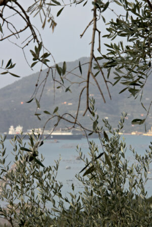 Uliveto sul mare vicino alle Cinque Terre, Golfo di La Spezia, Liguria. - MyVideoimage.com | Foto stock & Video footage