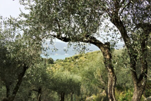 Ulivi antichi. Olive grove on the sea of Liguria - MyVideoimage.com | Foto stock & Video footage