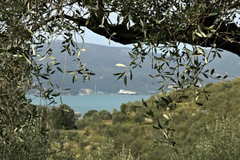 Ulivo. Olive branch with a hilltop background on the sea. Photo stock royalty free. - MyVideoimage.com | Foto stock & Video footage