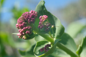 Valerian flowers. Red valerian flowers, medicinal herb. Spontaneous edible plant. - MyVideoimage.com | Foto stock & Video footage