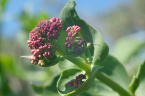 Valerian flowers. Red valerian flowers, medicinal herb. Spontaneous edible plant. - MyVideoimage.com | Foto stock & Video footage