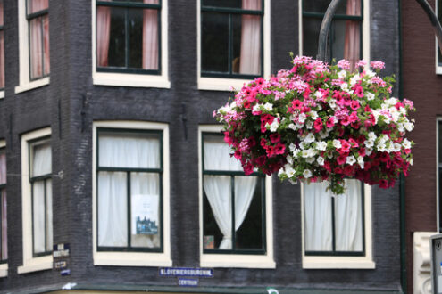 Vases with flowers suspended in the city center. - MyVideoimage.com