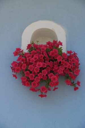 Vaso di fiori. Vase of red flowers on Mediterranean house facade. - MyVideoimage.com | Foto stock & Video footage