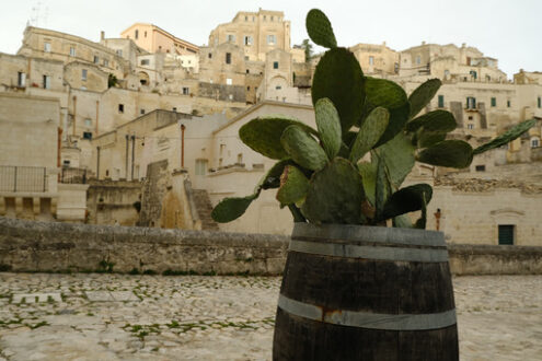 Veduta di Matera. Prickly pear plant grown inside a wooden barrel. Panorama of the city of Matera. - MyVideoimage.com | Foto stock & Video footage