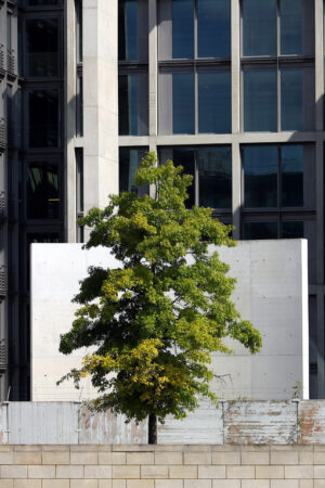 Vegetation and modern architecture. Bundestag offices - MyVideoimage.com