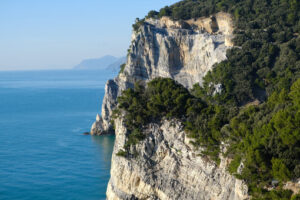 Vegetation on the Ligurian sea. Pine trees overhanging the rocks on the island of Palmaria. - MyVideoimage.com | Foto stock & Video footage