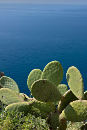 Vegetazione mediterranea. Cinque Terre, Liguria, Italy. A prickly pear cactus plant (Opuntia). - MyVideoimage.com | Foto stock & Video footage