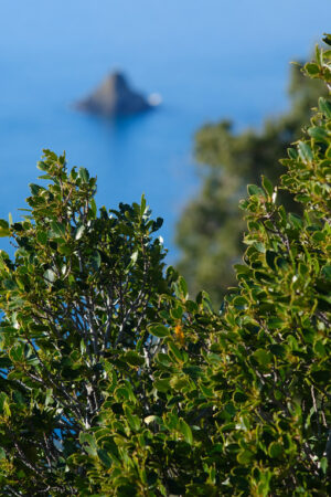 Vegetazione sul mare in Liguria. Cespuglio di macchia mediterranea alle Cinque Terre. - MyVideoimage.com | Foto stock & Video footage