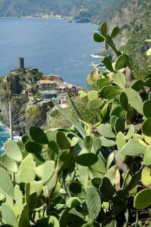 Vernazza Cinque Terre photo. Village of Vernazza in the Cinque Terre with the sea bay and the mountains. Top view with prickly pear cactus plant. - MyVideoimage.com | Foto stock & Video footage