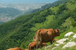 Versilia and Apuane. Grazing cows in the mountains of Tuscany. Stock photos. - MyVideoimage.com | Foto stock & Video footage