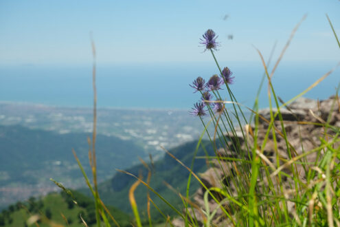 Versilia panorama. Versilia panorama with mountain flower. Stock photos. - MyVideoimage.com | Foto stock & Video footage