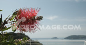 Video fiori Callistemon stock. Callistemon flowers in a garden overlooking the Ligurian sea.  Video footage.
