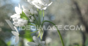 Video fiori aglio selvatico. Wild garlic flower blossom, white color.  Video footage.