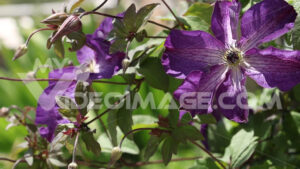 Video fiori clematide. Clematis flowers of purple red color.  Video footage.