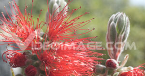 Video spighe fiori rossi. Macro photo of Callistemon flowers in a garden overlooking the Ligurian sea.  Video footage.