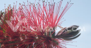 Video spighe rosse. Macro photo of Callistemon flowers in a garden overlooking the Ligurian sea.  Video footage.