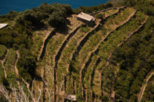 Vigneti Cinque Terre. Veduta aerea dei vigneti di Sciacchetrà sulle colline terrazzate in Liguria. - MyVideoimage.com | Foto stock & Video footage