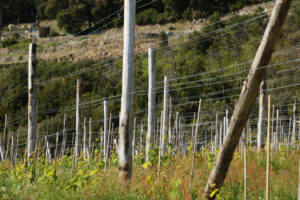 Vigneti alle Cinque Terre. La coltivazione della vite in collina con muretti a secco. - MyVideoimage.com | Foto stock & Video footage