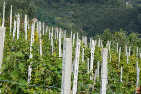 Vigneto Cinque Terre. Vineyard of grapes sciacchetrà on the hills of the Cinque Terre. In the background the rocks overlooking the sea near Vernazza. - MyVideoimage.com | Foto stock & Video footage