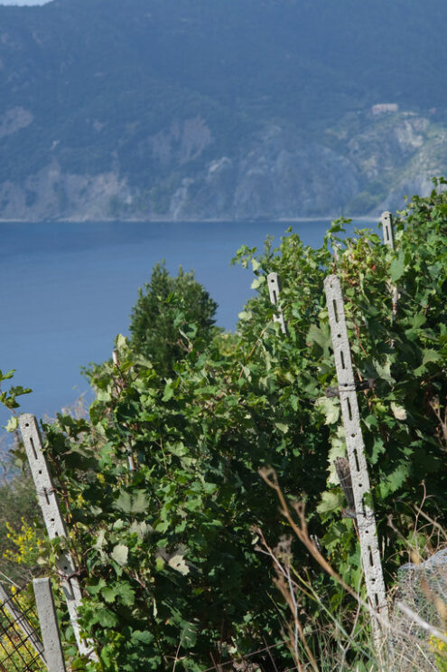 Vigneto sul mare. Liguria. Vineyard of grapes sciacchetrà on the hills of the Cinque Terre. In the background the rocks overlooking the sea near Vernazza. - MyVideoimage.com | Foto stock & Video footage