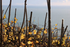 Vine cultivation Cinque Terre. Vine cultivation on the hills of the Cinque Terre. Foto stock royalty free. Sea pictures - MyVideoimage.com | Foto stock & Video footage