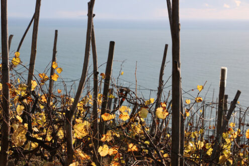 Vine cultivation Cinque Terre. Vine cultivation on the hills of the Cinque Terre. Foto stock royalty free. Sea pictures - MyVideoimage.com | Foto stock & Video footage