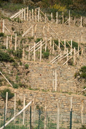 Vine cultivation. Vine cultivation on the hills with dry stone walls in the Cinque Terre. - MyVideoimage.com | Foto stock & Video footage