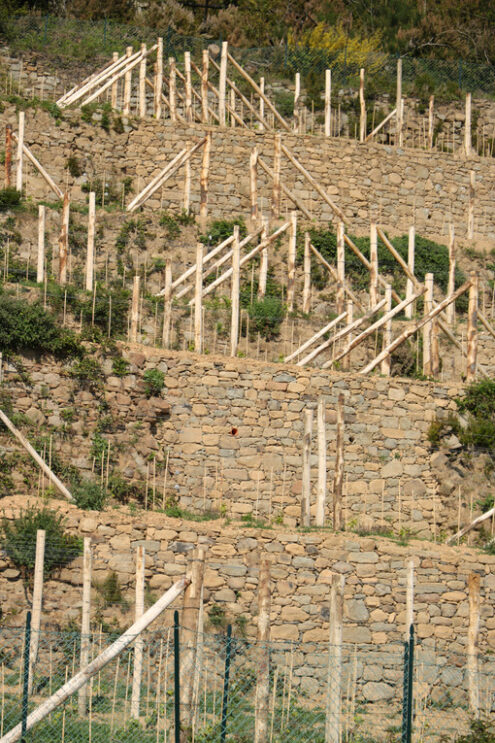 Vine cultivation. Vine cultivation on the hills with dry stone walls in the Cinque Terre. - MyVideoimage.com | Foto stock & Video footage