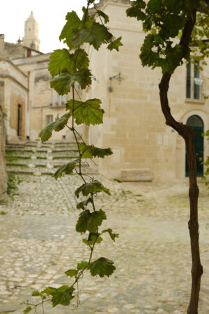 Vine plant in the city of Matera. Vine shoot with leaves in a street of the ancient city of Matera. - MyVideoimage.com | Foto stock & Video footage