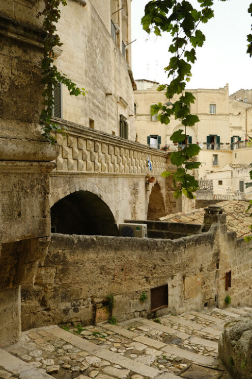 Vine plant. Vine shoot with leaves in a street of the ancient city of Matera. - MyVideoimage.com | Foto stock & Video footage