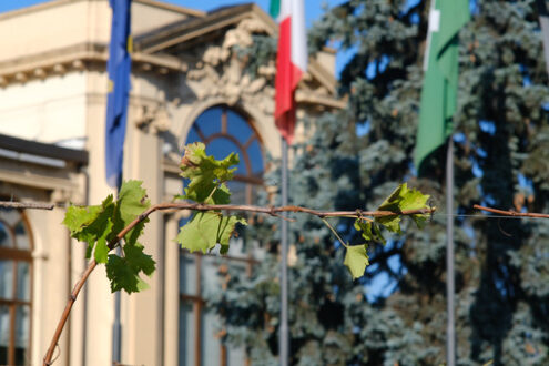 Vine plants in Milan. Vine plants in the Citylife gardens in Milan. CityLife includes three skyscrapers and pedestrian areas with greenery. - MyVideoimage.com | Foto stock & Video footage