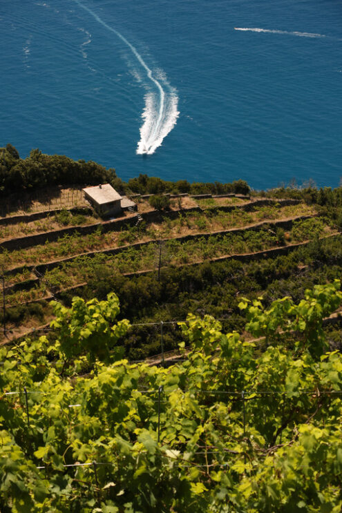 Vineyard and sea in the Cinque Terre. Sciacchetrà Vineyard on the terraced hills of the Cinque Terre in Liguria. Stock photo. - MyVideoimage.com | Foto stock & Video footage