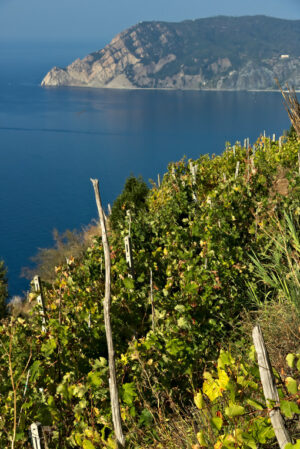 Vineyard panorama. Vineyard in the Cinque Terre. Panorama of the  vineyards of the Shiacchetrà vineyard in Liguria. - MyVideoimage.com | Foto stock & Video footage