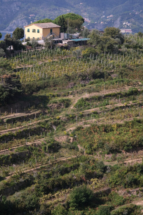 Vineyeard Cinque Terre. Vineyard of grapes sciacchetrà on the hills of the Cinque Terre. Farm on the hill. - MyVideoimage.com | Foto stock & Video footage