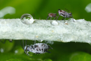 Water drops and plant parasites. Gray aphids of the stem of a plant. Stock photos. - MyVideoimage.com | Foto stock & Video footage