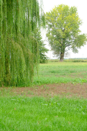 Weeping willow. Trees in the countryside. Stock photos. - MyVideoimage.com | Foto stock & Video footage