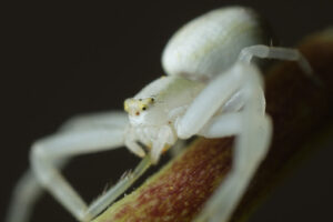 White spider on leaf. White spider on the petiole of a leaf. Stock photos. - MyVideoimage.com | Foto stock & Video footage