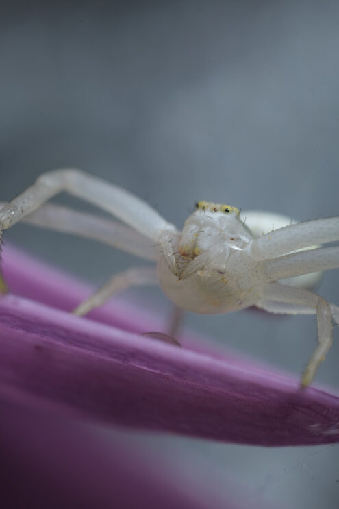 White spider. Beautiful white spider on a purple flower. Stock photos. - MyVideoimage.com | Foto stock & Video footage