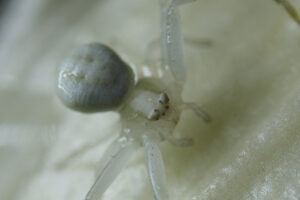 White spider. White spider on the petals of a flower. Stock photos. - MyVideoimage.com | Foto stock & Video footage