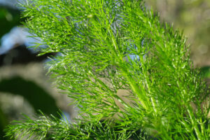 Wild fennel. Edible aromatic plant with fragrant leaves. - MyVideoimage.com | Foto stock & Video footage