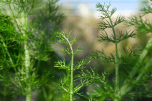 Wild fennel. Edible aromatic plant with fragrant leaves. Stock foto royalty free - MyVideoimage.com | Foto stock & Video footage