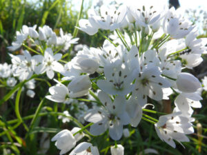 Wild garlic. White flowers of wild garlic in a land in the Cinque Terre in Liguria. - MyVideoimage.com | Foto stock & Video footage