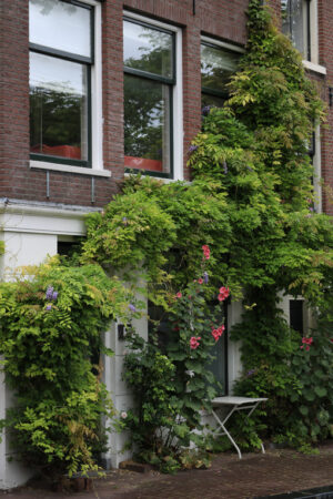 Wisteria climbing plant. Wisteria climbing plant on the brick facade of a house. Red flowers. Amsterdam. - MyVideoimage.com | Foto stock & Video footage