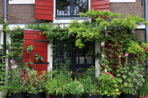 Wisteria climbing. Wisteria climbing plant on the brick facade of a house. Red flow - MyVideoimage.com | Foto stock & Video footage