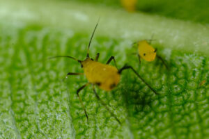 Yellow aphid on a leaf suck the sap of the plant. - MyVideoimage.com | Foto stock & Video footage