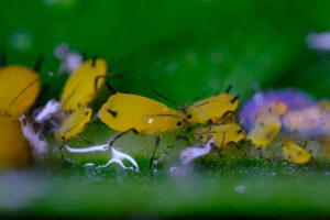 Yellow aphids. Yellow aphids on a leaf suck the sap of the plant. Stock photos. - MyVideoimage.com | Foto stock & Video footage