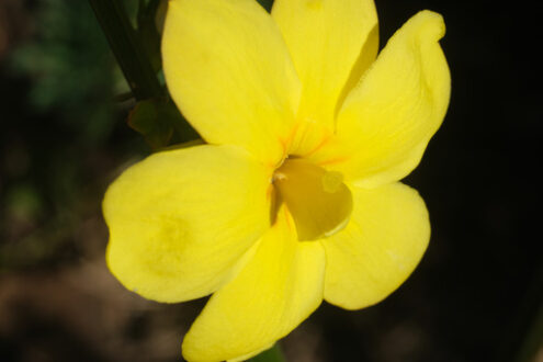 Yellow jasmine flower. Yellow flower of winter jasmine. Macro photography of the petals of the winter flowering. Climbing. - MyVideoimage.com | Foto stock & Video footage