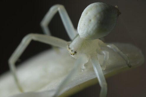 Zampe di ragno. White spider on the petals of a flower. Foto stock royalty free. - MyVideoimage.com | Foto stock & Video footage