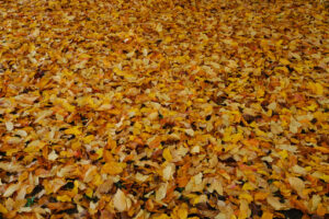 ìCarpet of orange colored leaves fallen to the ground in autumn. - MyVideoimage.com