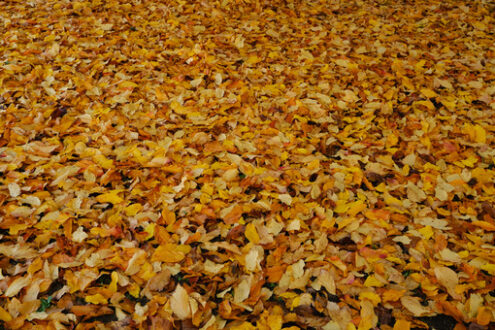 ìCarpet of orange colored leaves fallen to the ground in autumn. - MyVideoimage.com